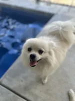Moonlight , a male Pomeranian for sale in Deridder, LA – 4 of 6