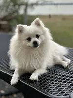 Dancer , a male Pomeranian for sale in Deridder, LA – 5 of 5