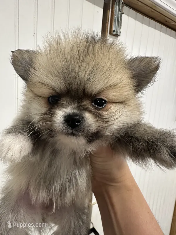 No name yet – Pomeranian puppy on hold in Deridder, LA