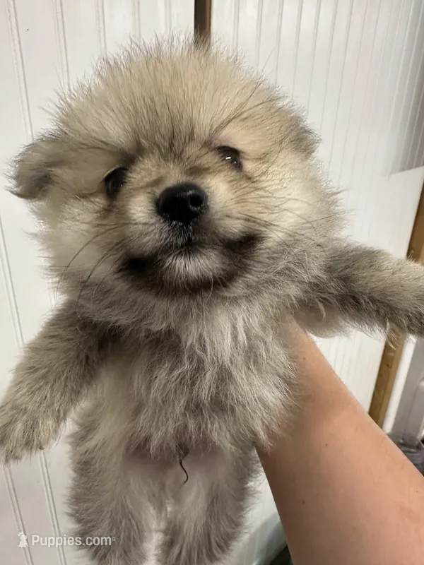 No name yet – Pomeranian puppy on hold in Deridder, LA
