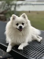 Dancer , a male Pomeranian for sale in Deridder, LA – 4 of 5
