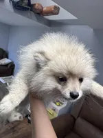 No name yet, a male Pomeranian for sale in Deridder, LA – 3 of 3