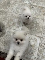 Daisy , a female Pomeranian for sale in Deridder, LA – 3 of 8