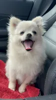 Daisy , a female Pomeranian for sale in Deridder, LA – 2 of 8