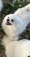 Moonlight , a male Pomeranian for sale in Deridder, LA – 3 of 6