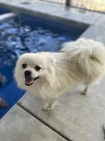 Moonlight , a male Pomeranian for sale in Deridder, LA – 6 of 6