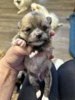 No name yet, a male Pomeranian for sale in Deridder, LA – 5 of 5