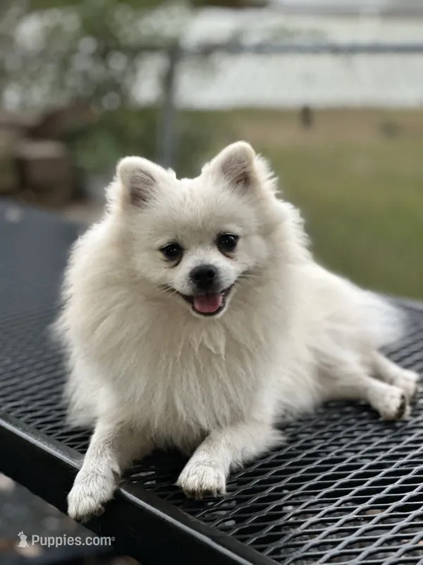 Dancer  – Pomeranian puppy for sale in Deridder, LA