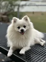 Dancer , a male Pomeranian for sale in Deridder, LA – 1 of 5
