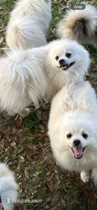 Moonlight  – Pomeranian puppy for sale in Deridder, LA