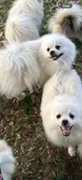 Moonlight , a male Pomeranian for sale in Deridder, LA – 1 of 1