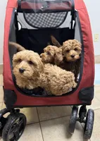 Reduced✨Red ❤️ DNA/OFA, a male Miniature Goldendoodle for sale in Norton Shores, MI – Photo 9 of 9