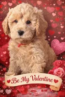 Reduced✨Red ❤️ DNA/OFA, a male Miniature Goldendoodle for sale in Norton Shores, MI – Photo 3 of 9