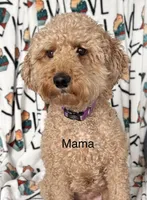 Reduced✨Red ❤️ DNA/OFA, a male Miniature Goldendoodle for sale in Norton Shores, MI – Photo 7 of 9