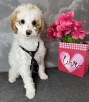 Reduced✨Cupid 💚❤️OFA/DNA, a male Cavapoo for sale in Norton Shores, MI – Photo 10 of 10