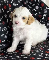 processed/7193ce7d-8c0c-4745-a798-06870f713239/listing/586a43e1-73ba-44c8-9987-d7dcebbcfb7d/73297d42-7481-4e0a-948e-209d60efaa86