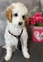 Reduced✨Cupid 💚❤️OFA/DNA, a male Cavapoo for sale in Norton Shores, MI – Photo 9 of 10
