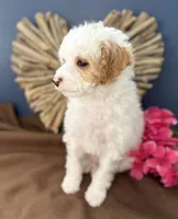 processed/7193ce7d-8c0c-4745-a798-06870f713239/listing/586a43e1-73ba-44c8-9987-d7dcebbcfb7d/d4b66951-fdb9-4b6e-a7df-cc17934bb90e