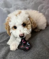 Reduced✨Cupid 💚❤️OFA/DNA, a male Cavapoo for sale in Norton Shores, MI – Photo 1 of 10