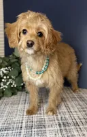 Mini Female 💛 DNA/OFA, a female Cavapoo and Poodle - Miniature  for sale in Norton Shores, MI – Photo 3 of 10