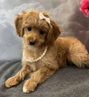 Reduced ✨Yellow girl 💛 DNA/OFA, a female Cavapoo for sale in Norton Shores, MI – Photo 9 of 9