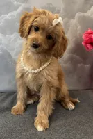 Reduced ✨Yellow girl 💛 DNA/OFA, a female Cavapoo for sale in Norton Shores, MI – Photo 1 of 9