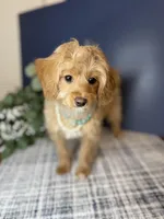 Mini Female 💛 DNA/OFA, a female Cavapoo and Poodle - Miniature  for sale in Norton Shores, MI – Photo 4 of 10