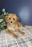 Mini Female 💛 DNA/OFA, a female Cavapoo and Poodle - Miniature  for sale in Norton Shores, MI – Photo 2 of 10