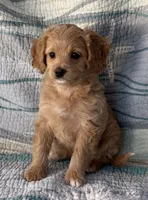 Reduced ✨Yellow girl 💛 DNA/OFA, a female Cavapoo for sale in Norton Shores, MI – Photo 2 of 9