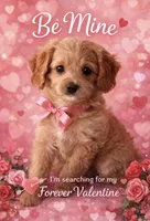 Reduced ✨Yellow girl 💛 DNA/OFA, a female Cavapoo for sale in Norton Shores, MI – Photo 4 of 9