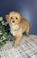 Mini Female 💛 DNA/OFA, a female Cavapoo and Poodle - Miniature  for sale in Norton Shores, MI – Photo 1 of 10