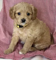 Reduced ✨Yellow girl 💛 DNA/OFA, a female Cavapoo for sale in Norton Shores, MI – Photo 5 of 9