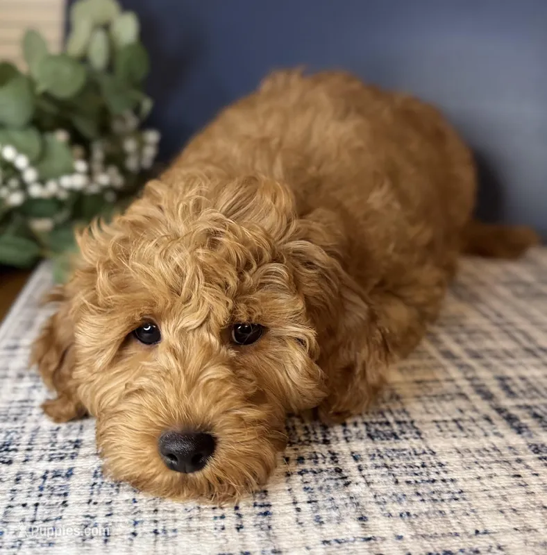 💙Mr Blue  DNA/OFA, a male Miniature Goldendoodle for sale in Norton Shores, MI – Photo 1 of 10