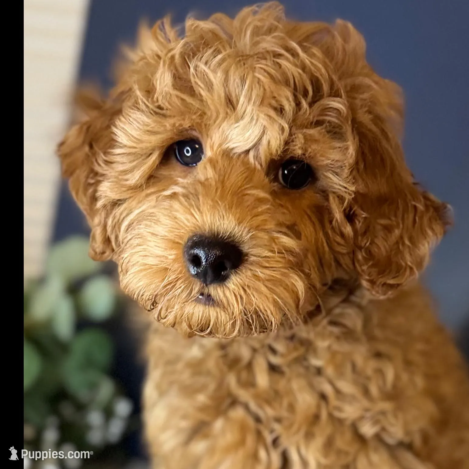 💙Mr Blue  DNA/OFA, a male Miniature Goldendoodle for sale in Norton Shores, MI – Photo 3 of 10