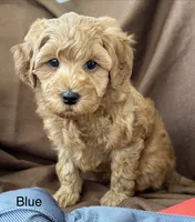 Reduced✨Blue 💙 DNA/OFA, a male Miniature Goldendoodle for sale in Norton Shores, MI – Photo 5 of 8