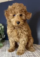 💙Mr Blue  DNA/OFA, a male Miniature Goldendoodle for sale in Norton Shores, MI – Photo 2 of 10