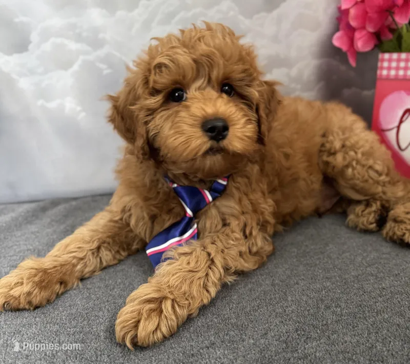 Reduced✨Blue 💙 DNA/OFA