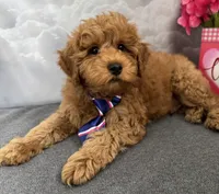 Reduced✨Blue 💙 DNA/OFA, a male Miniature Goldendoodle for sale in Norton Shores, MI – Photo 1 of 8