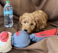 Reduced✨Blue 💙 DNA/OFA, a male Miniature Goldendoodle for sale in Norton Shores, MI – Photo 6 of 8