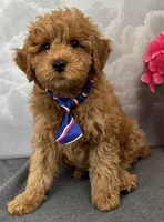 Reduced✨Blue 💙 DNA/OFA, a male Miniature Goldendoodle for sale in Norton Shores, MI – Photo 2 of 8