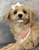 Reduced✨Heart ❤️ DNA/OFA, a female Cavapoo for sale in Norton Shores, MI – Photo 2 of 6