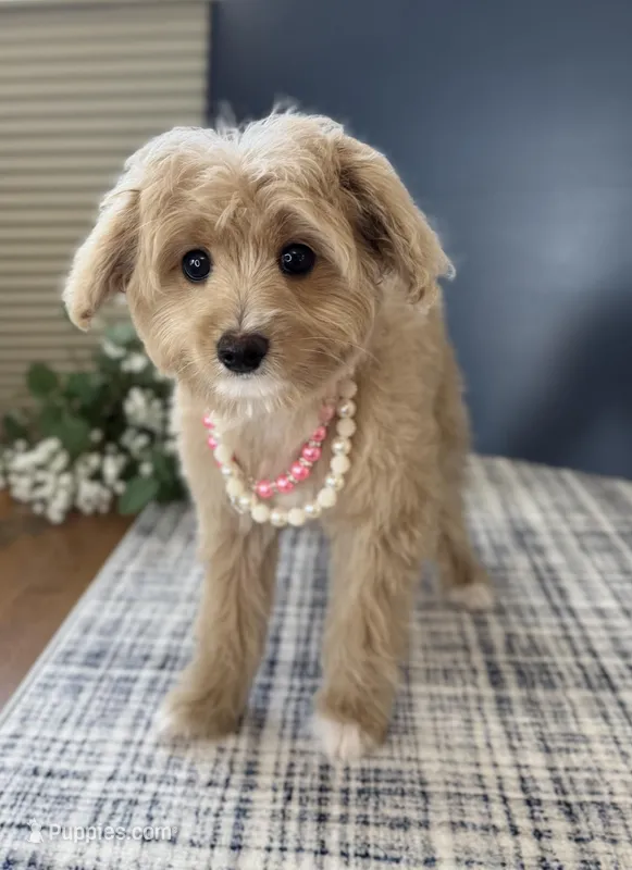 Toy Female ❤️ DNA/OFA