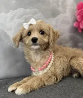 Reduced✨Heart ❤️ DNA/OFA, a female Cavapoo for sale in Norton Shores, MI – Photo 4 of 6