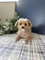 Toy Female ❤️ DNA/OFA, a female Cavapoo and Poodle - Miniature  for sale in Norton Shores, MI – Photo 4 of 8
