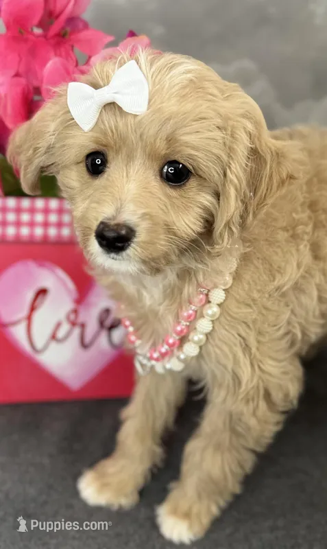 Reduced✨Heart ❤️ DNA/OFA