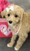 Reduced✨Heart ❤️ DNA/OFA, a female Cavapoo for sale in Norton Shores, MI – Photo 1 of 6