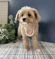 Toy Female ❤️ DNA/OFA, a female Cavapoo and Poodle - Miniature  for sale in Norton Shores, MI – Photo 2 of 8