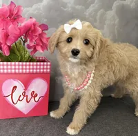 Reduced✨Heart ❤️ DNA/OFA, a female Cavapoo for sale in Norton Shores, MI – Photo 5 of 6