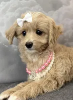 Reduced✨Heart ❤️ DNA/OFA, a female Cavapoo for sale in Norton Shores, MI – Photo 3 of 6