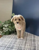 Toy Female ❤️ DNA/OFA, a female Cavapoo and Poodle - Miniature  for sale in Norton Shores, MI – Photo 3 of 8